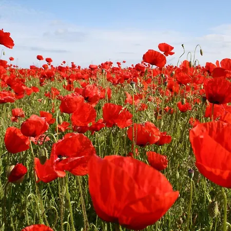 Tatil Evi In Mit Sauna *