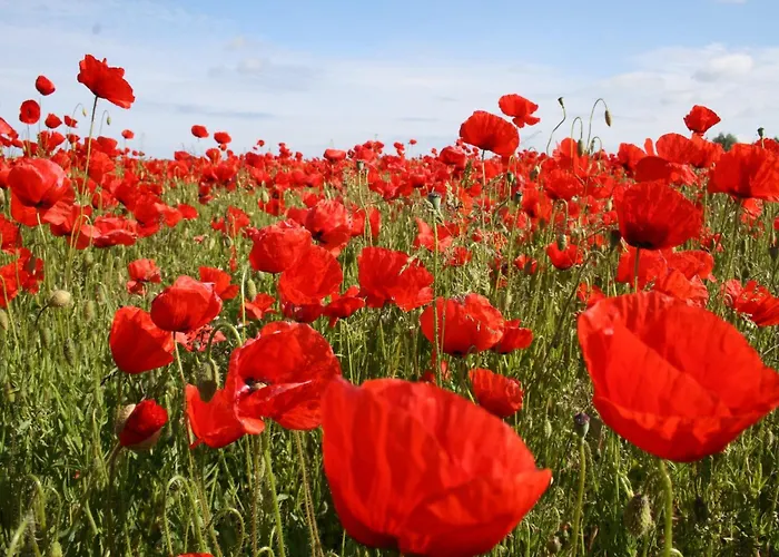 Semesterbostad In Mit Sauna *
